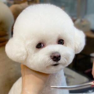비숑 얼굴컷 쉽게 배우기_귀툭미용