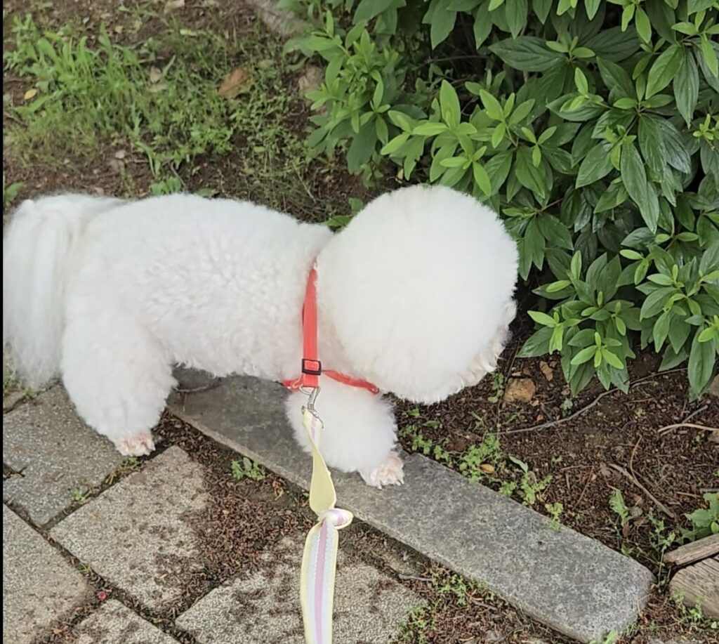 강아지 치매 증상 홈케어 루틴_노령견 모짱 산책