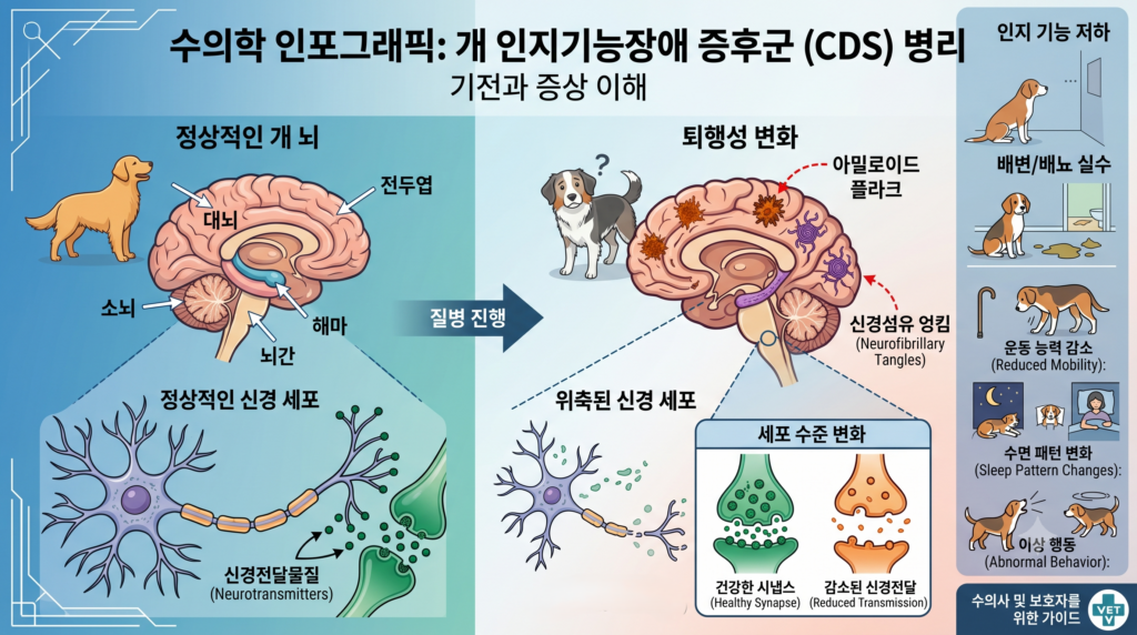 강아지 치매 증상의 원인인 뇌 속 베타-아밀로이드 축적을 설명하는 수의학 일러스트