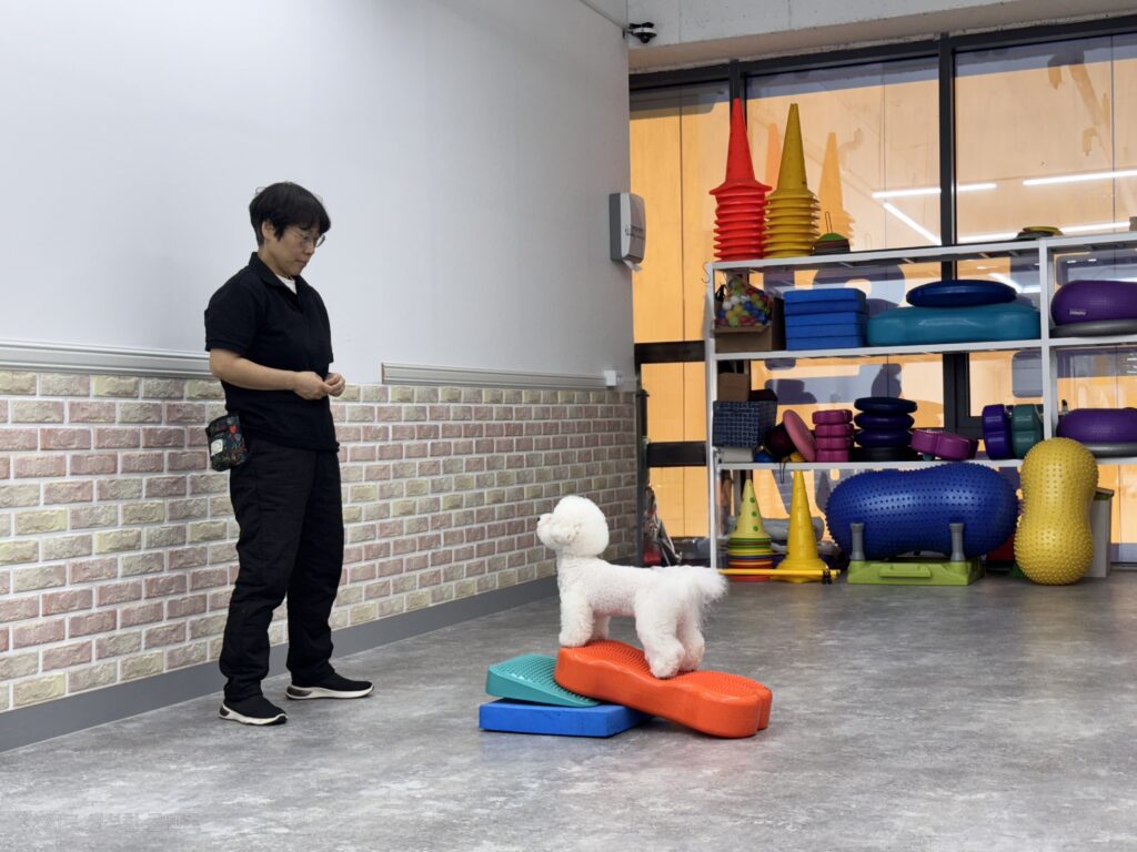 독 피트니스 수업에서 강아지가 밸런스 기구 위에 서 있는 모습