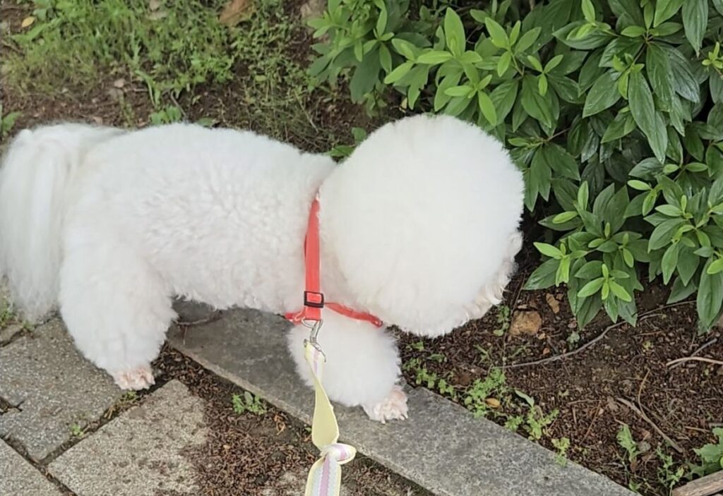 강아지 스트레스 완화를 위한 노즈워크 산책