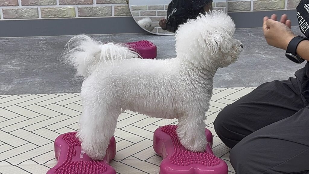 강아지 슬개골탈구 운동 _ 대퇴사두근 정렬 운동 장면