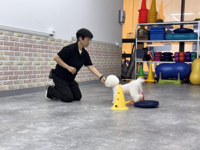 AI 시대 직업 전망 — 반려동물 전문가