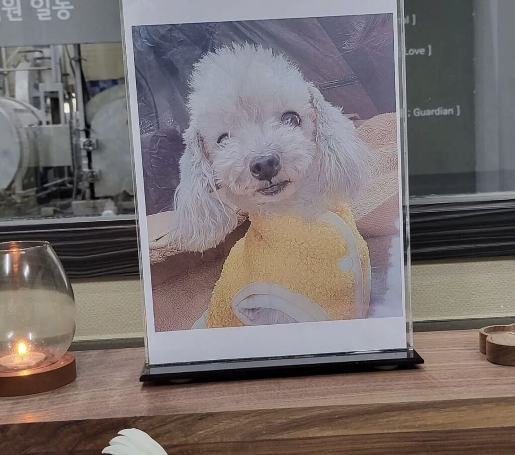 반려동물을 추모하는 사진이 놓인 공간