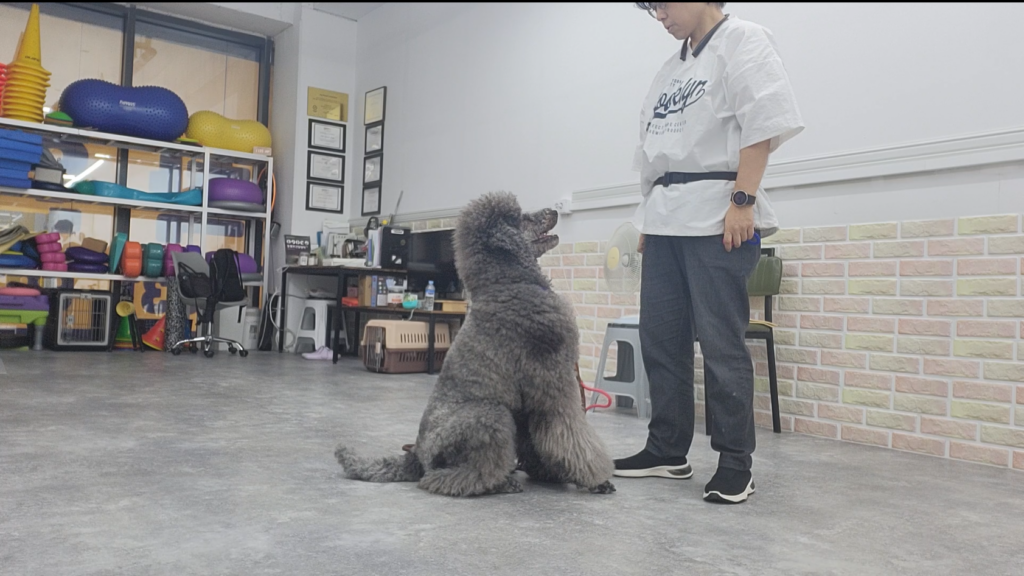 클리커로 긍정 강화 훈련을 하는 강아지